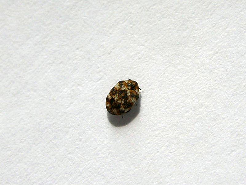 Dermestidae : Anthrenus museorum?